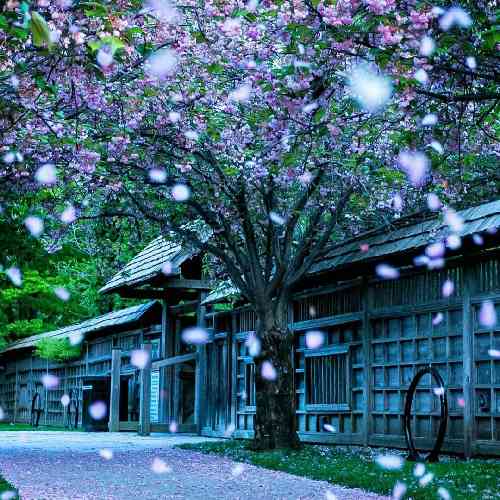 وحید علوی مهر و محبتاش دروغ قلبا همش سنگیه